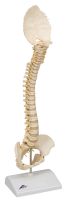 Anatomical model: pediatric spine (BONElike)
