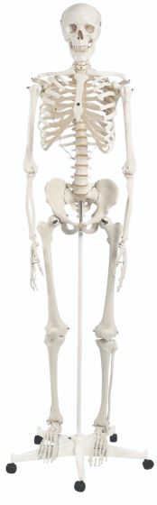 Anatomical model: Stan the standard skeleton